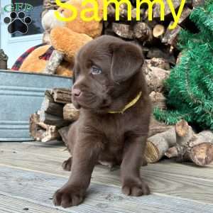 Sammy, Chocolate Labrador Retriever Puppy